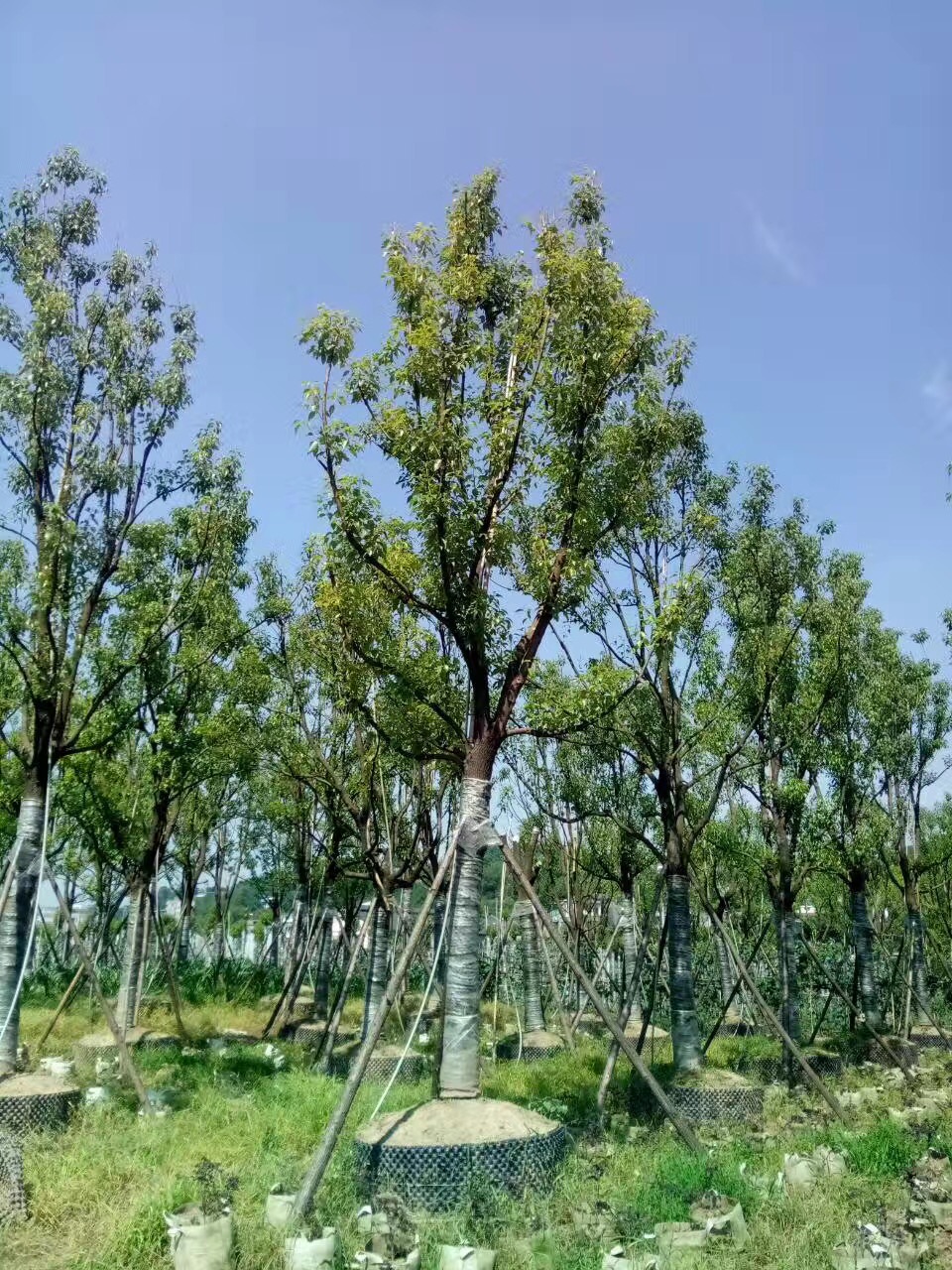 精品全冠香樟出庫 精品全冠香樟出庫